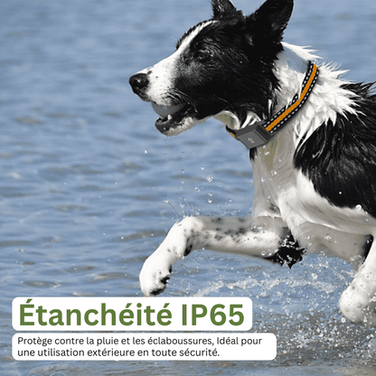 SafePaw™ – Collier GPS Sans Abonnement  avec Suivi en Temps Réel